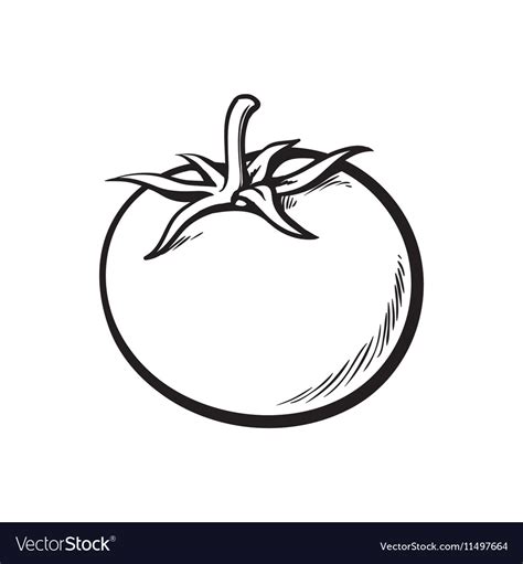 Tomato Sketch