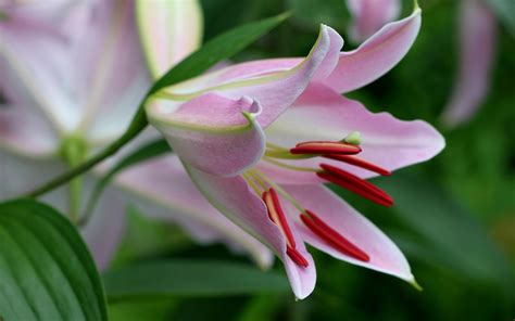 Lily Flowers