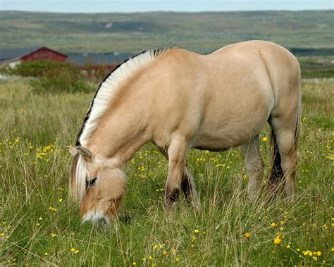 Norwegian Fjord Horse by nordfold on DeviantArt