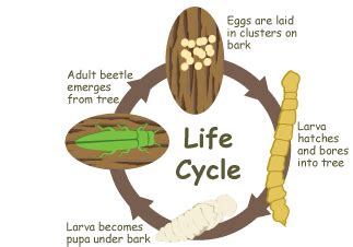 Life and life cycle - Emerald Ash Borer Beetle