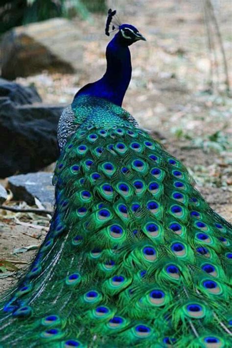 Peacock | Colorful birds, Bird, Pretty birds