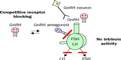 GnRH Receptor Antagonists Market Current Trends and Future Estimations ...