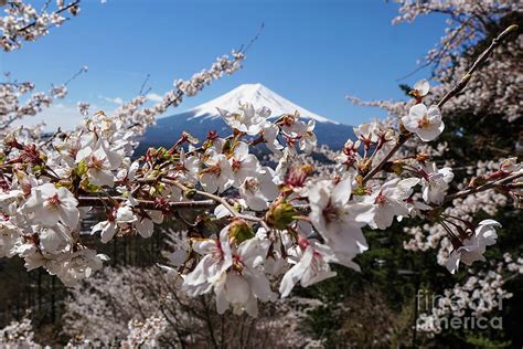 Cherry Blossom And Mount Fuji, Kawaguchiko, Japan Photograph by - Fine Art America