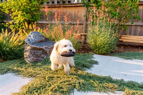 8 Backyard Ideas for Dogs - Dog-Friendly Landscapes | Environmental Designs