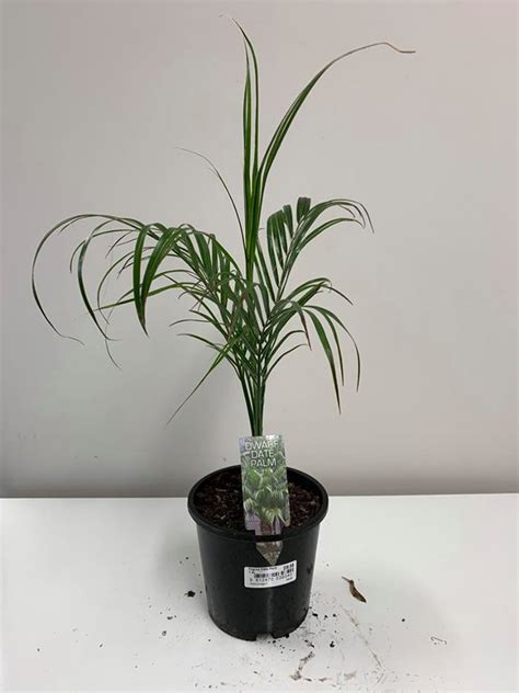 Pygmy Date Palm 1.3L - Springvale Garden Centre