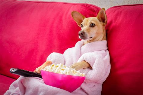 Perfect Millennial Leisure: Take Your Pup to a Dog-Friendly Movie Theater - phindie