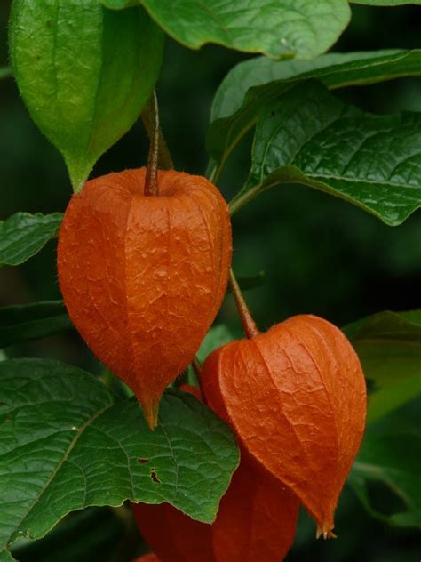 Free photo: Lampionblume, Physalis Alkekengi - Free Image on Pixabay - 9153