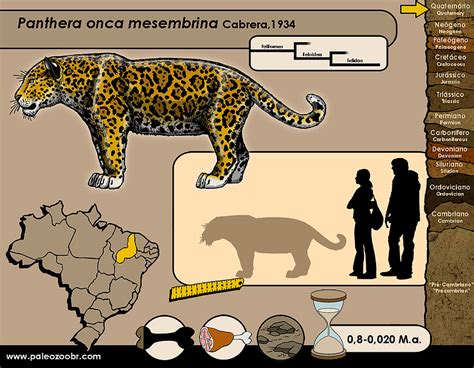 Megafauna del Cuaternario Tardio ... | Animais extintos, Animais pré-históricos, Gatos selvagens