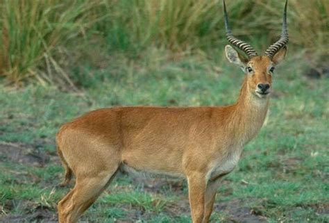 Reedbuck - Alchetron, The Free Social Encyclopedia