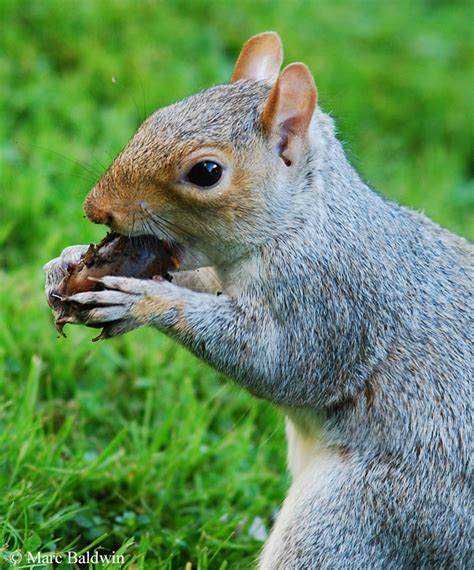 Squirrel Food & Feeding - Diet Composition | Wildlife Online