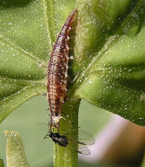 Warriors under the Microscope: The Lion-esque Lacewing