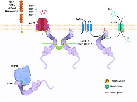 A schematic model of the interacting partners of ankyrin-G, drawn with... | Download Scientific ...