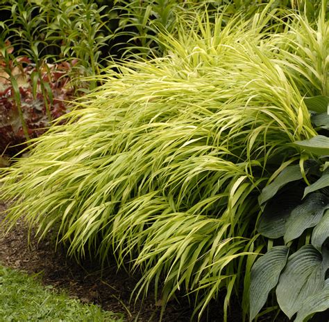 'All Gold' - Japanese Hakone Grass - Hakonechloa macra | Proven Winners