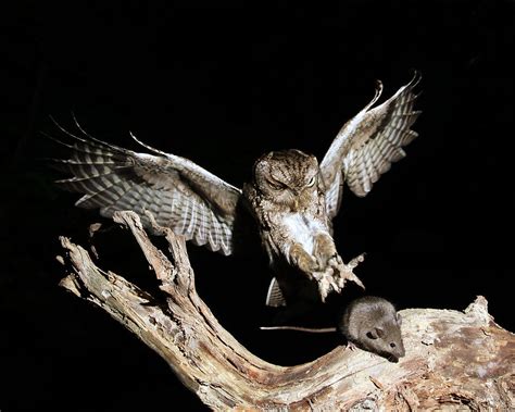 Eastern Screech Owl Catching Prey Photograph by Kevin Shank Family