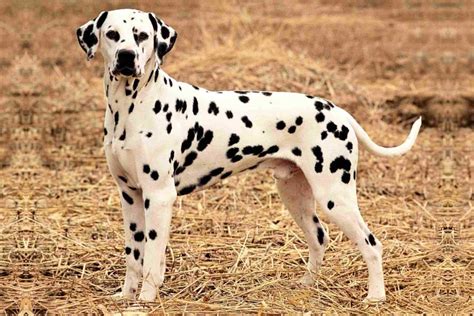 Dalmatian Dog Info, Temperament, Puppies, Pictures