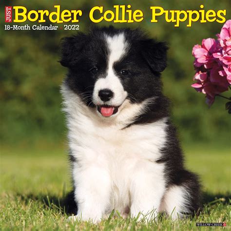 Are Border Collies High Energy