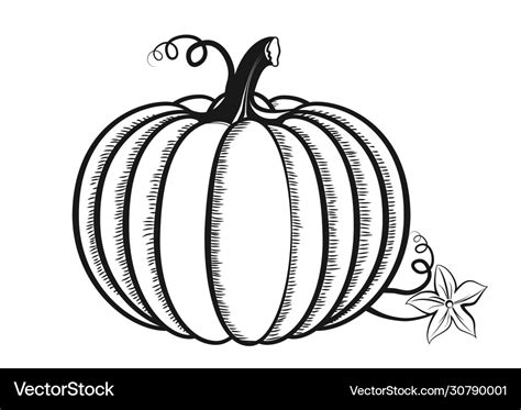 Hand drawn pumpkin outline graphic icon sketch Vector Image