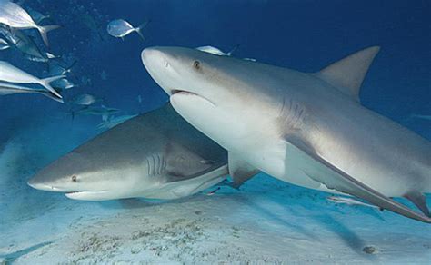 Bull Shark Facts For Kids | Bull Shark Habitat & Diet