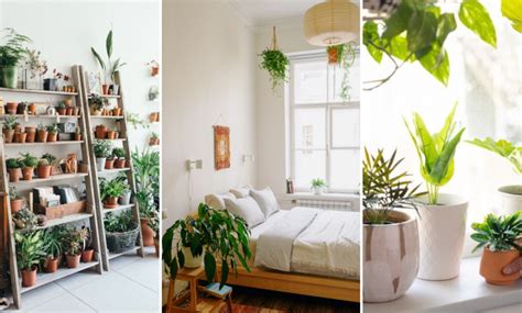 10 Best Spots To Place Indoor Plants Inside Your Home - Malaysia Homie