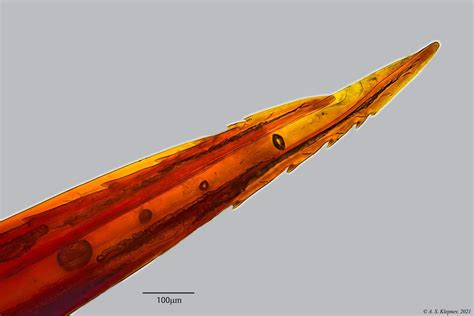 Wasp Stinger Microscope