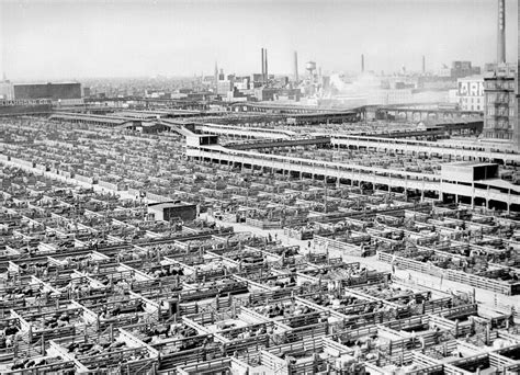 Industrial Revolution - Chicago Stockyards