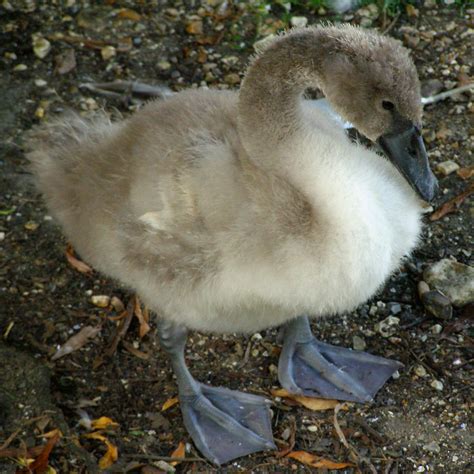 File:Cygnet.jpg - Wikimedia Commons