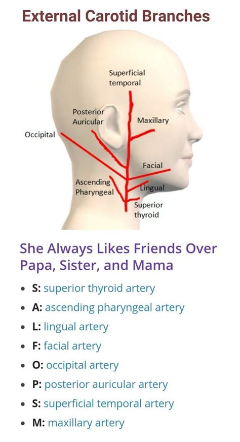 Carotid artery – Artofit