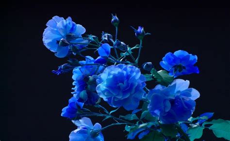 Dark Blue Roses Wallpaper - WallpaperSafari