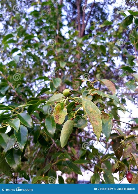 Santalum Album or East Indian Sandalwoor Stock Image - Image of clan, nature: 214521889