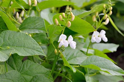 When and How to Harvest Snap Beans | Gardener’s Path