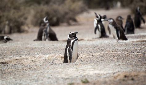 See penguins in Argentina in Puerto Madryn 🙌 | Howlanders