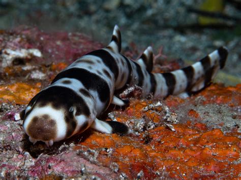 Fish That Look Like Mini Sharks