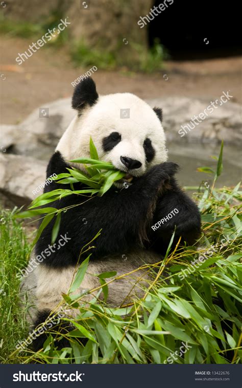 Panda Bear Eating Stock Photo 13422676 : Shutterstock