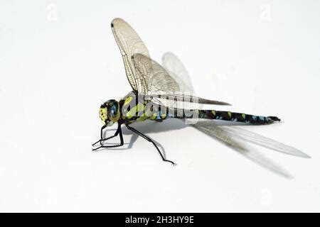 Compound eyes, mosaic dragonfly Stock Photo - Alamy