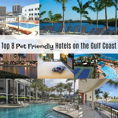 Pet friendly hotels on the Gulf Coast | Pet friendly hotels, Pet ...