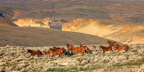 Wild Horse Herd Running In Canyon Fine Art Photo Print | Photos by Joseph C. Filer