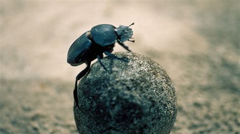 Show Me Pictures Of Dung Beetles - joicefglopes