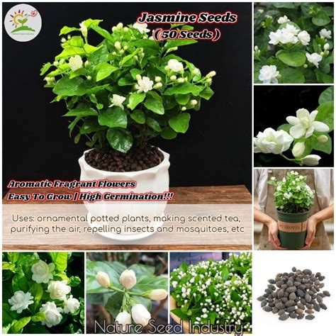 Jasmine Seeds for Planting 5 seeds Benih Bunga Melati | Aromatic Flower ...