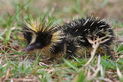 Unfamiliar creatures: Day 8: Lowland Streaked Tenrec