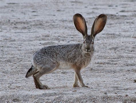 Campus Unseen: Ethnobiology and Place in North Texas: The American ...