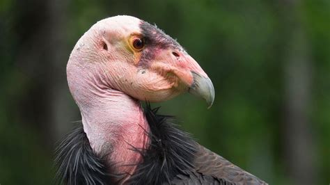 Meet The Endangered California Condors - YouTube