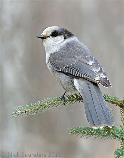 Gray Jay by Nick Saunders | 500px | Cute birds, Gray jay, Pet birds