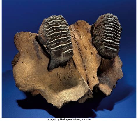 PYGMY MAMMOTH PALATE WITH TWO TEETH. ... Fossils Mammals | Lot #53241 | Heritage Auctions