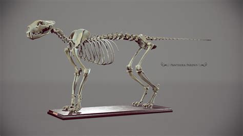 Welcome to Florian Croquet's portfolio - Free Leopard skeleton and ...