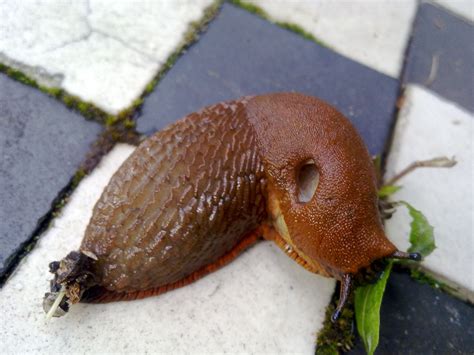 Large Red Slug | British Wildlife Wiki | FANDOM powered by Wikia