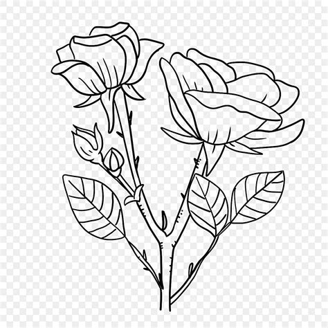 Flower Bud Line Drawing Thorn Leaf Rose Rose Clipart Black And White ...
