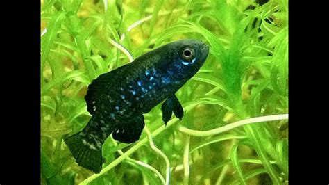 Everglades Pygmy Sunfish (Elassoma evergladei) for sale at Tyne Valley Aquatics - YouTube