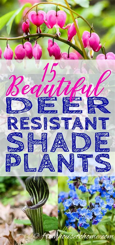 Deer Resistant Shade Garden Plants | Hot Sex Picture