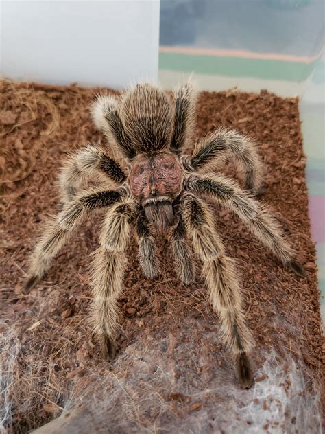 I've had my male rose hair tarantula for over 4 years now, and he has yet to molt. Should I be ...