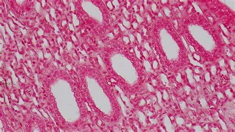 Epithelial Tissues: Simple Cuboidal Epithelium | cross secti… | Flickr